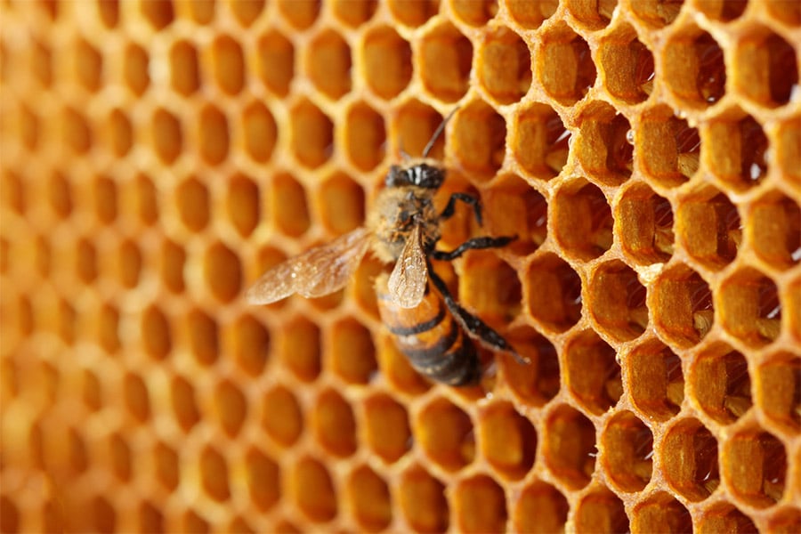honey_bees honey bees