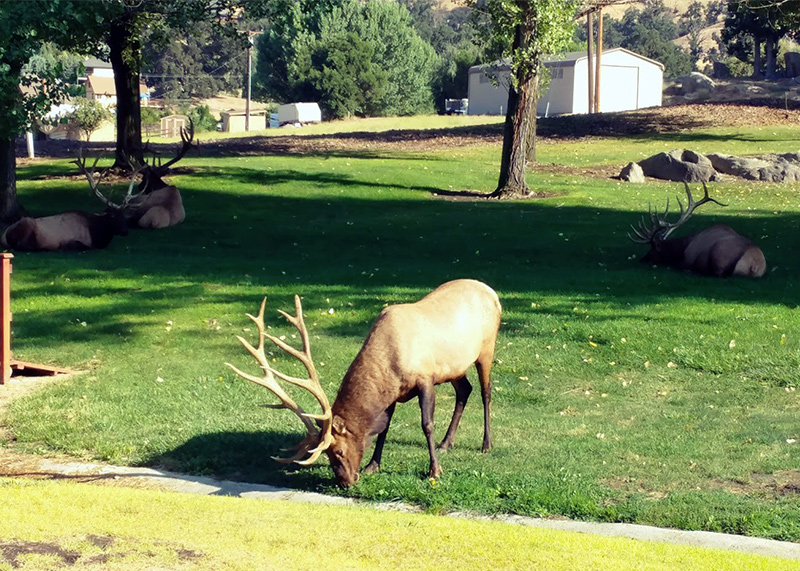 haynes_elk